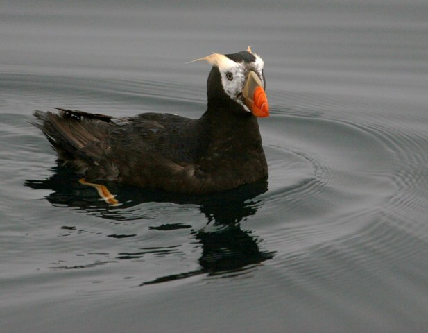 Tufted Puffin